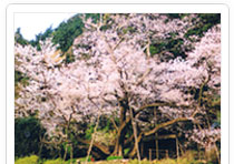 Cerisier de Myojyo en fleurs