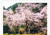 明星桜